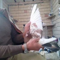 ۱۴عدد کبوتر رنگی میزون زیر فی