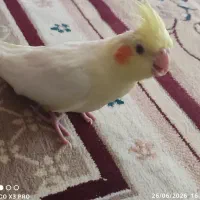 عروس هلندی