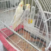 عروس هلندی سالم