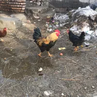 خروس|حیوانات مزرعه|چالدران, |دیوار