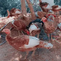 بوقلمون ۶ماهه|حیوانات مزرعه|اورامان, |دیوار