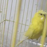 مرغ عشق پروانه‌ای