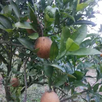 پرتقال ارگانیک