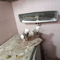 نر‌ماده‌طوقی