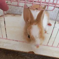 مینی خرگوش سالم