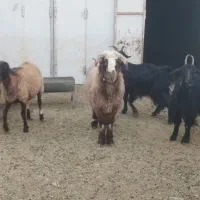 بره قوچ|حیوانات مزرعه|وردشت, |دیوار