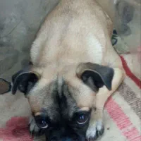 سگ خانگی بولداگ فرانسوی|سگ|سنندج, |دیوار