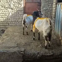 بز آبستن|حیوانات مزرعه|کوهسرخ, |دیوار