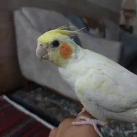 عروس هلندی ماده