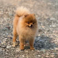 موتور یا گوشی معاوضه با پامرانین ماده اصیل وارداتی|سگ|شهریار, شهرک شاهد|دیوار