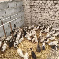جوجه اردک پکنی 20روزه حراج حراج فقط 150