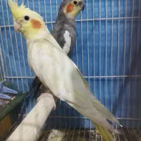 عروس هلندی ماده بالغ معاوضه با ماده بالغ