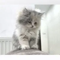 واگذاری بچه گربه پرشین|گربه|کرمان, |دیوار