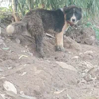 واگذاری سگ قدرجونی