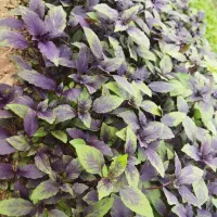 ریحان گلخانه ای|عمدهفروشی|تربتحیدریه, شهرک ولیعصر|دیوار