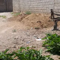 کودگوسفند