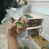 حلزون بالغ