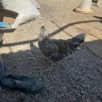 جوجه بزرگ