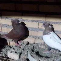 جفت نرو ماده|پرنده|شوشتر, |دیوار