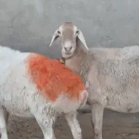 میش داشتی|حیوانات مزرعه|کاشمر, |دیوار