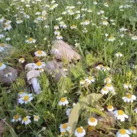 گل بابونه  خشک شده