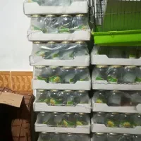 تعداد 210 عدد شیشه خالی مناسب ترشی وغیره در حد نو