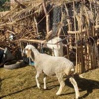 میش دورگه چینی دوقلوزا اوست مالداری تضمینی