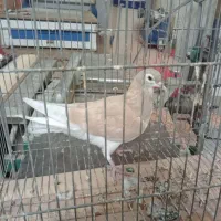 کبوتر دمگیر