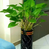 زیباترین باباآدم دنیا ( آلوکازیا ۸ بوته )
