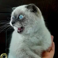 گربه اسکاتیش ماده