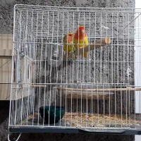 طوطی برزیلهای جوان و مولد