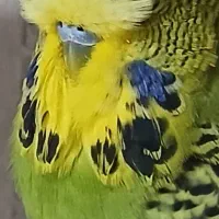 مرغ عشق انگلیسی نر