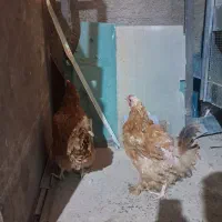 مرغ محلی ریشو وپاپر تخم گذار|حیوانات مزرعه|اردبیل, |دیوار