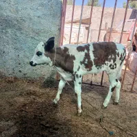 گاو با گوساله نر
