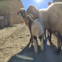 گوسفند و بره (مروبرخ) جوان داشت|حیوانات مزرعه|مریوان, |دیوار