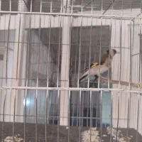 سهره فروشی|پرنده|پاکدشت, حصار امیر|دیوار