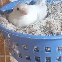 قناری ماده سفید و زرد