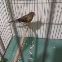 سهره وگلبسروقناری