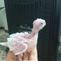 جوجه عروس آلبینیو