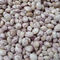 لوبیا چیتی تمیز