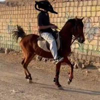 اسب نریان کرد|اسب و تجهیزات اسبسواری|تهران, تهرانسر مرکزی|دیوار