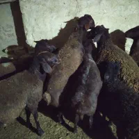 بره نر پرواری ، گوسفند پروار گوشتی