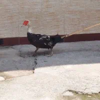 اردک اسرائیلی
