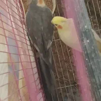 یه جفت عروس هلندی