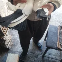 دوم سیاه جفت عالی