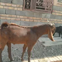 نر جوان نسلدار|حیوانات مزرعه|پیپ, |دیوار