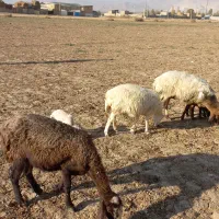 میش با بره جوان.گوسفند.بز|حیوانات مزرعه|کرج, کمال‌شهر|دیوار