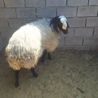 قوچ شال اصیل