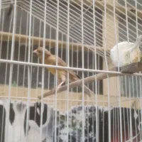 قناری ماده اماده|پرنده|شوش, |دیوار