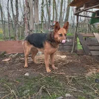 سگ باتربیت شده ماده هستش